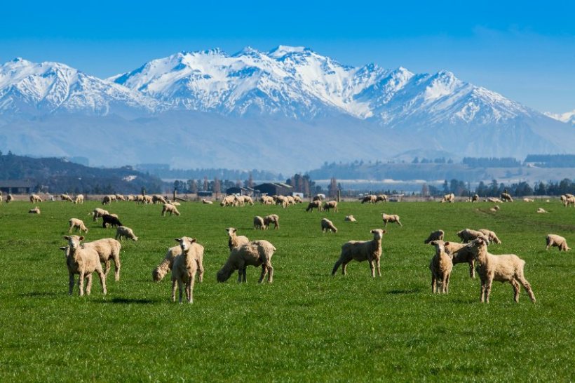 UK farmers will be ‘negatively impacted’ with New Zealand trade deal